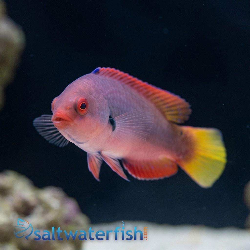 Dotted Fairy Wrasse