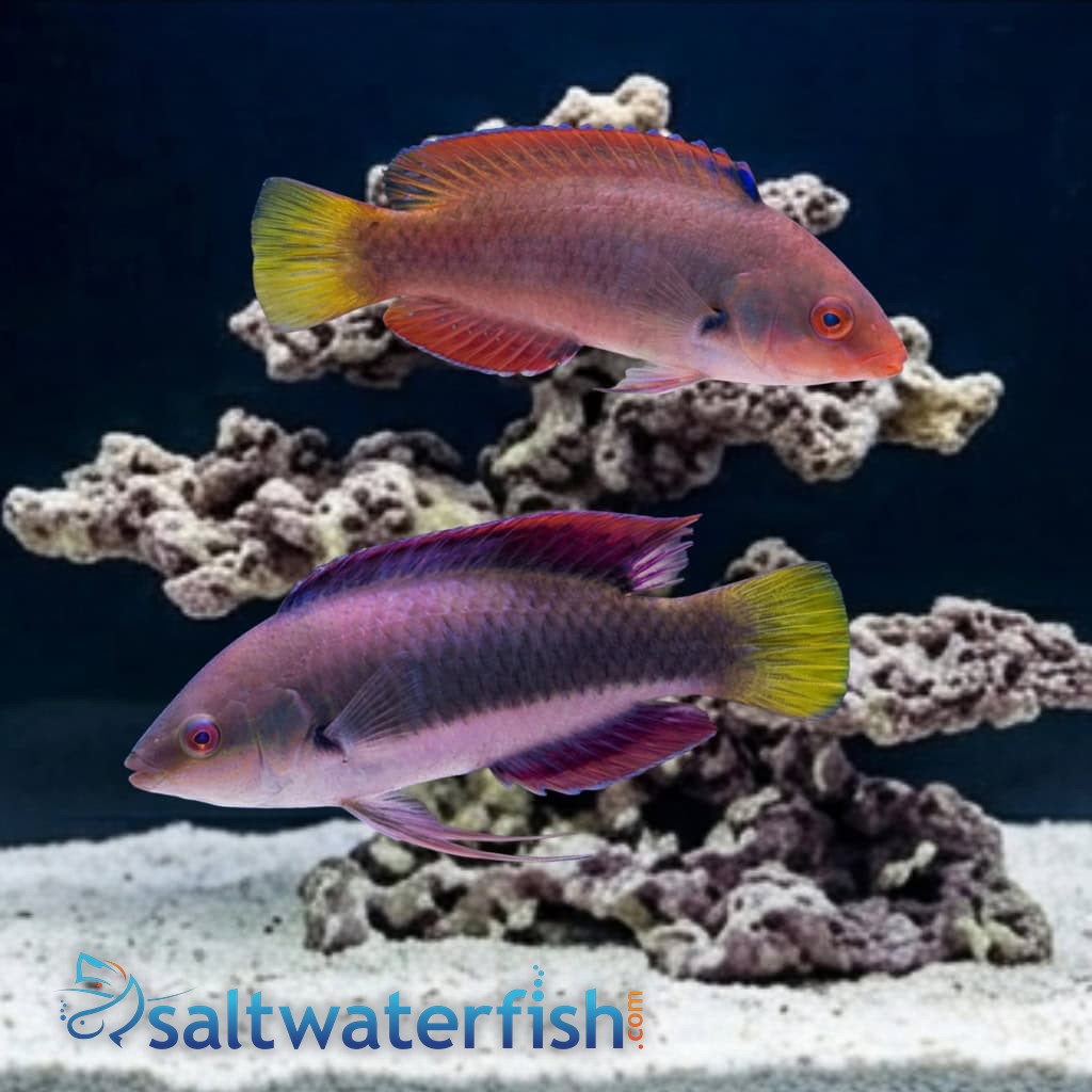 Dotted Fairy Wrasse