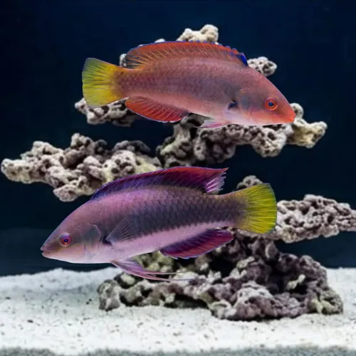 Dotted Fairy Wrasse: Male - South Pacific