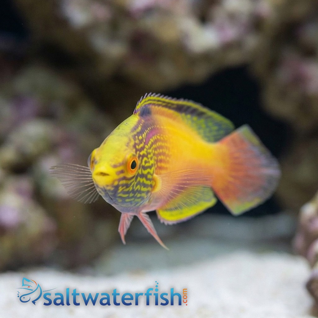 Rhomboid Golden Fairy Wrasse