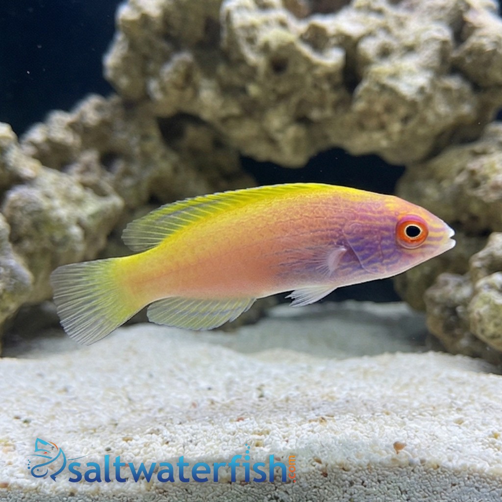 Rhomboid Golden Fairy Wrasse