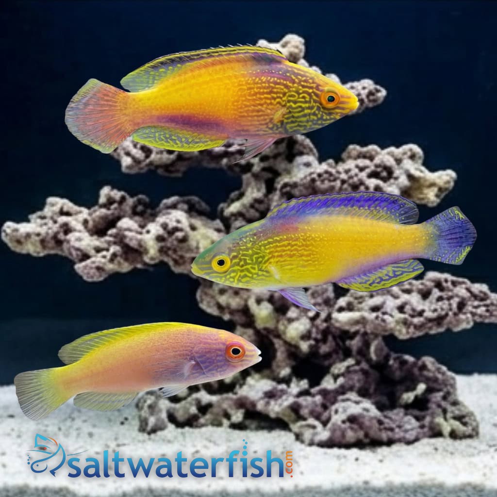 Rhomboid Golden Fairy Wrasse