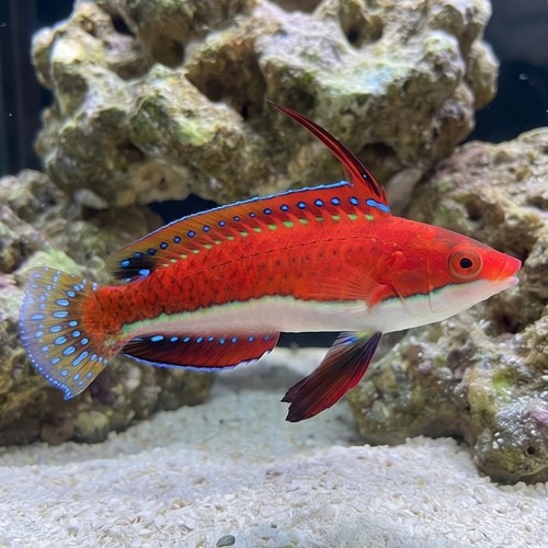 Ruby Longfin Fairy Wrasse - South Asia