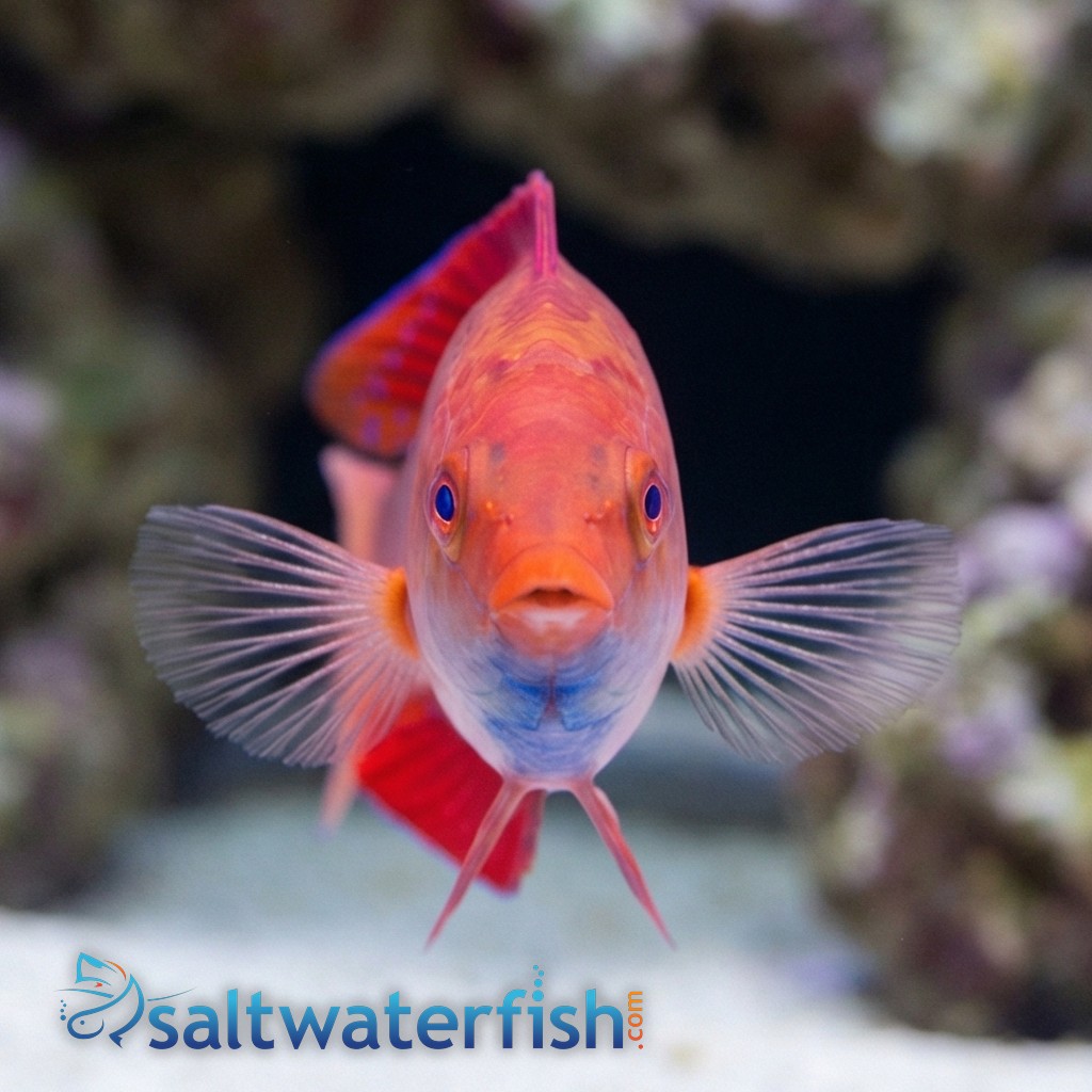 Ruby Finned Fairy Wrasse