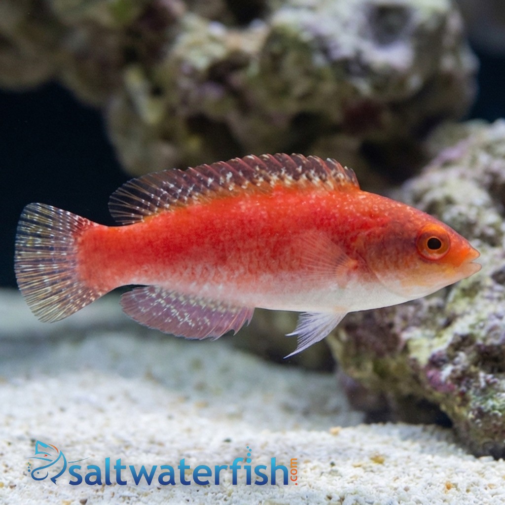 Ruby Finned Fairy Wrasse