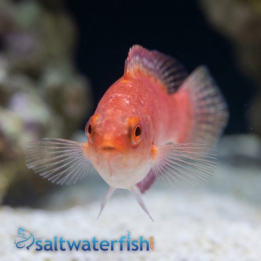 Ruby Finned Fairy Wrasse