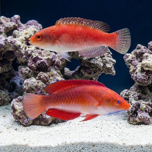 Ruby Finned Fairy Wrasse