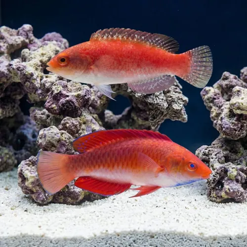 Ruby Finned Fairy Wrasse