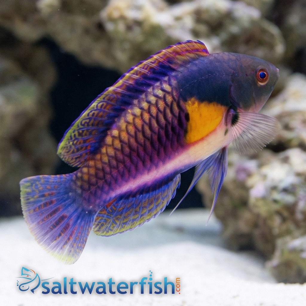 Yellow-Flanked Fairy Wrasse