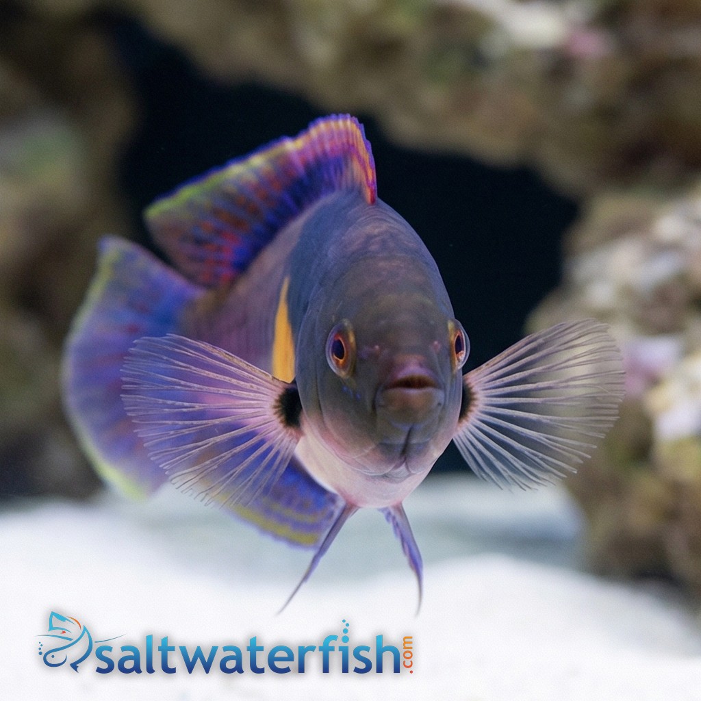 Yellow-Flanked Fairy Wrasse