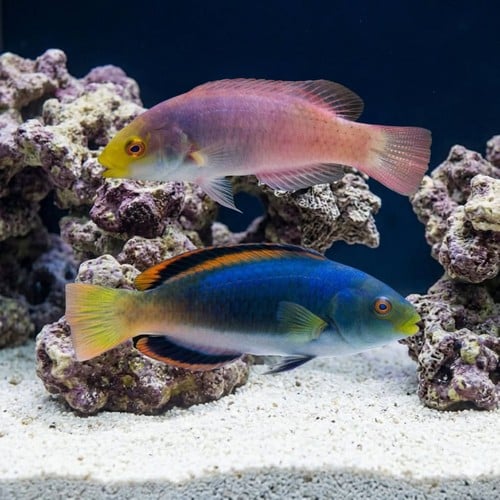 Scott's Fairy Wrasse - MAC Certified