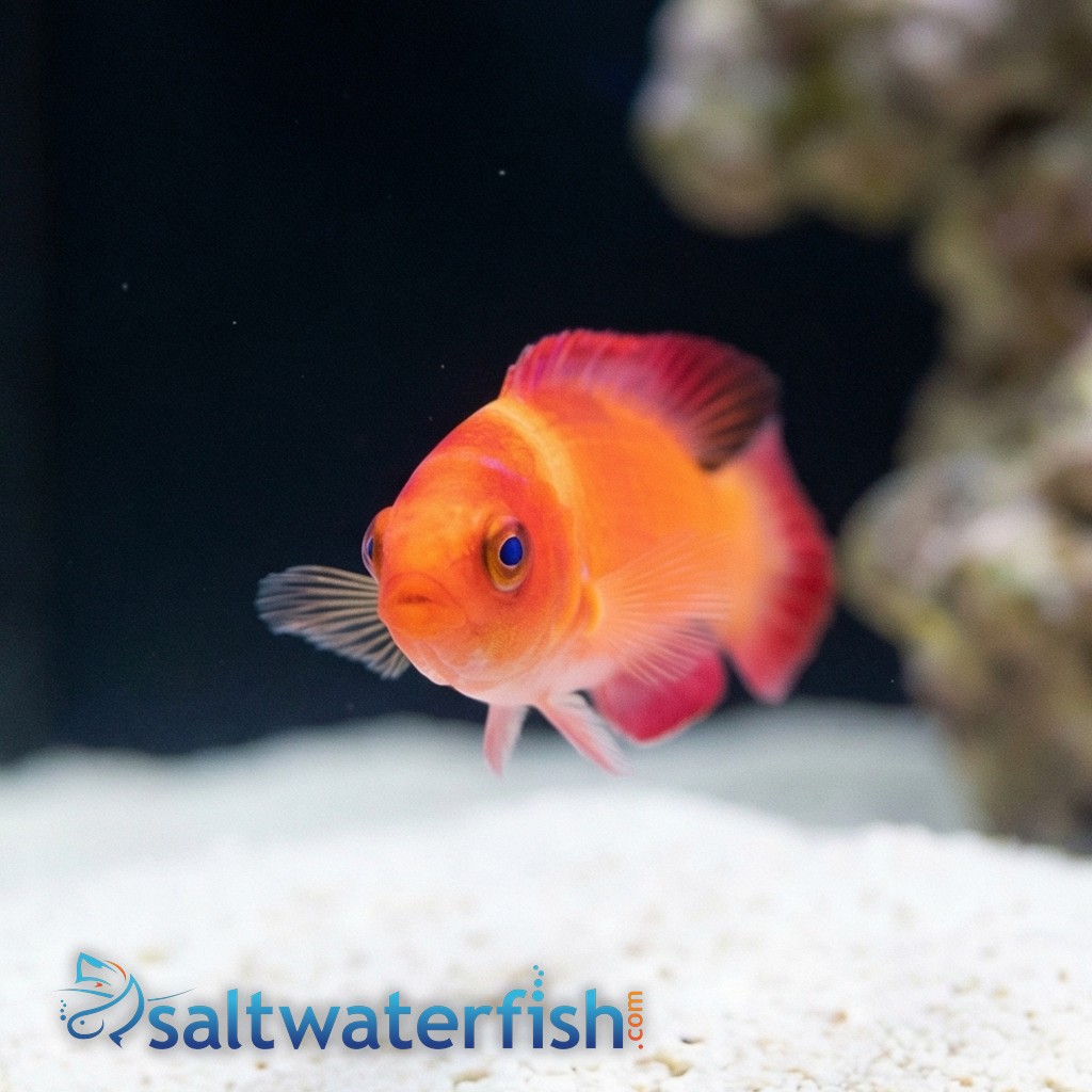Magma Fairy Wrasse