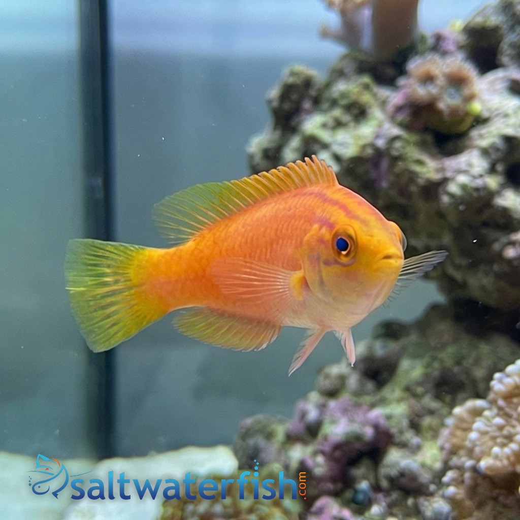 Squires Fairy Wrasse