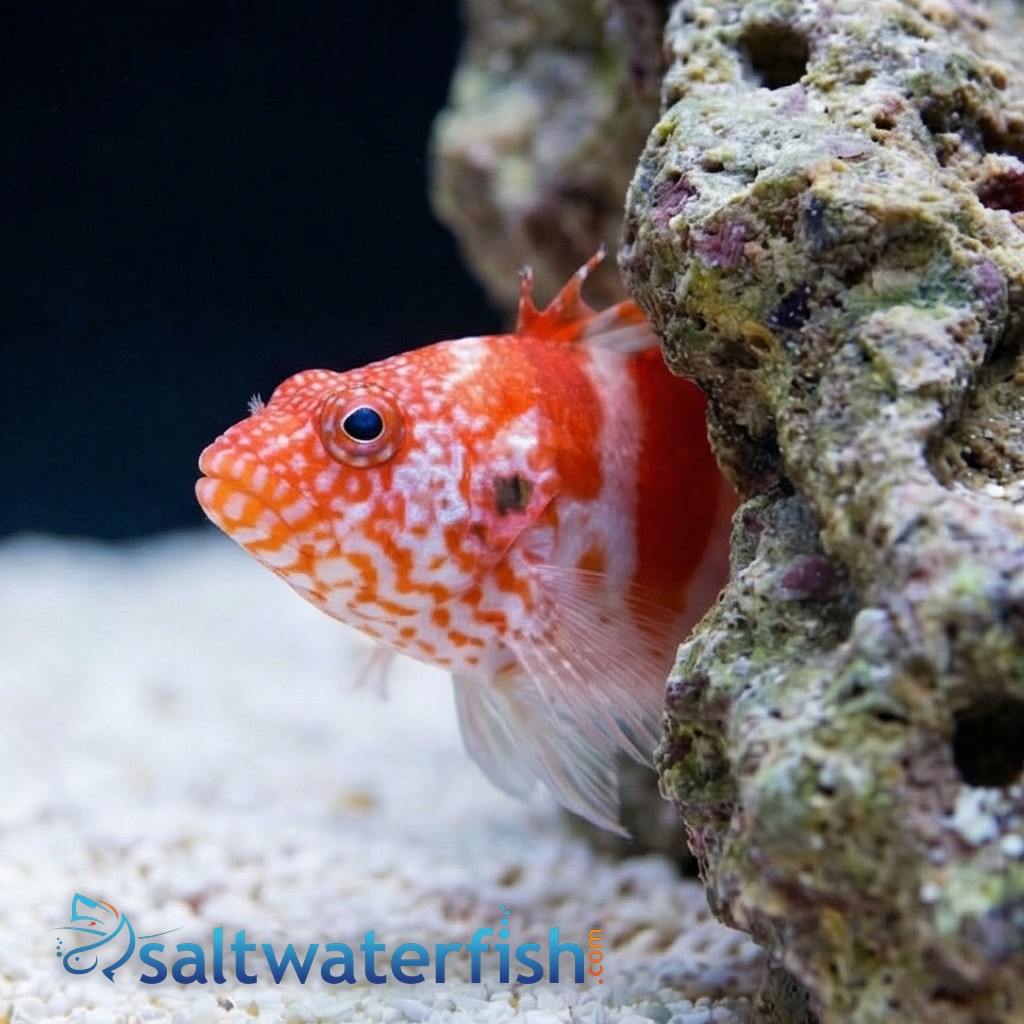 Red Banded Hawkfish