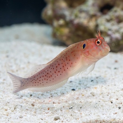 Blackflap / Eared Blenny