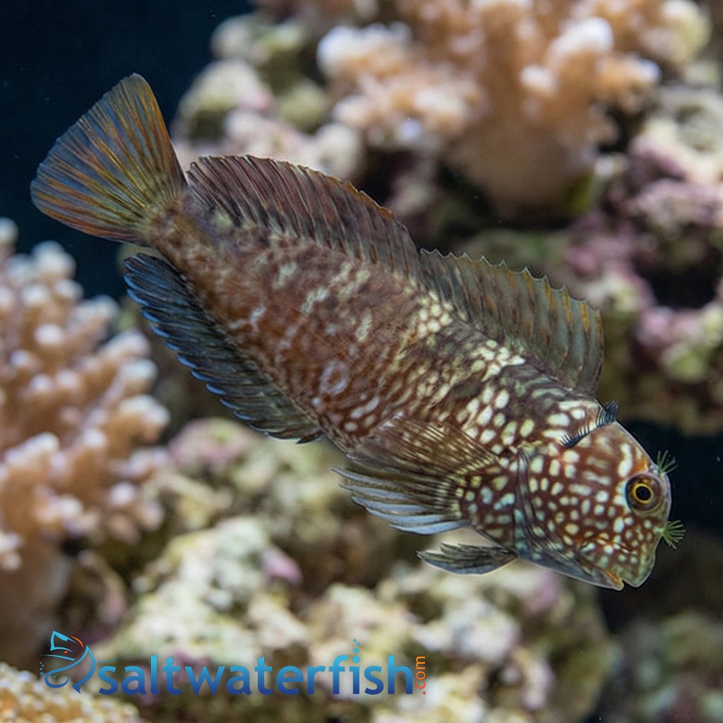Ember Blenny