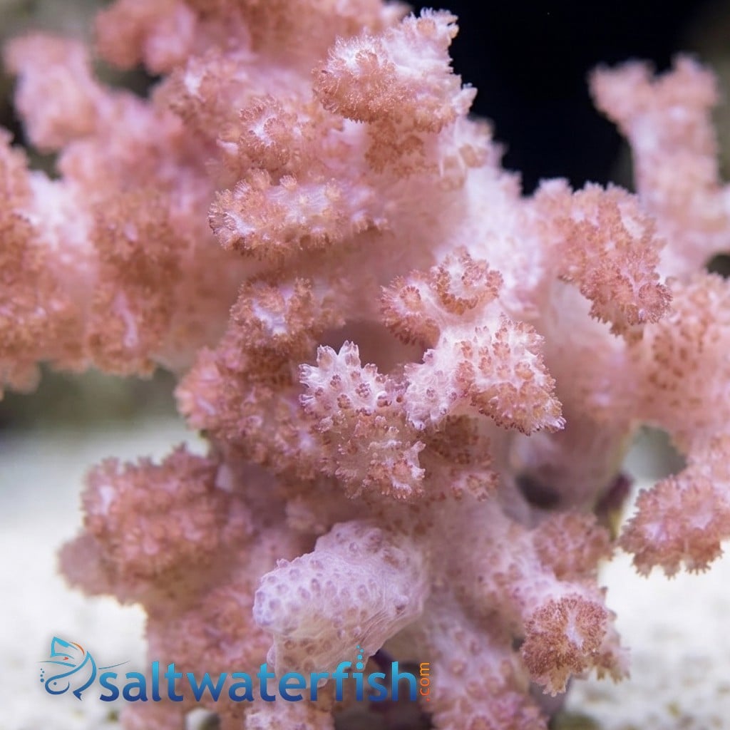 Colt Soft Coral