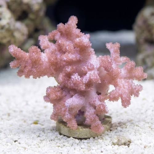 Colt Soft Coral