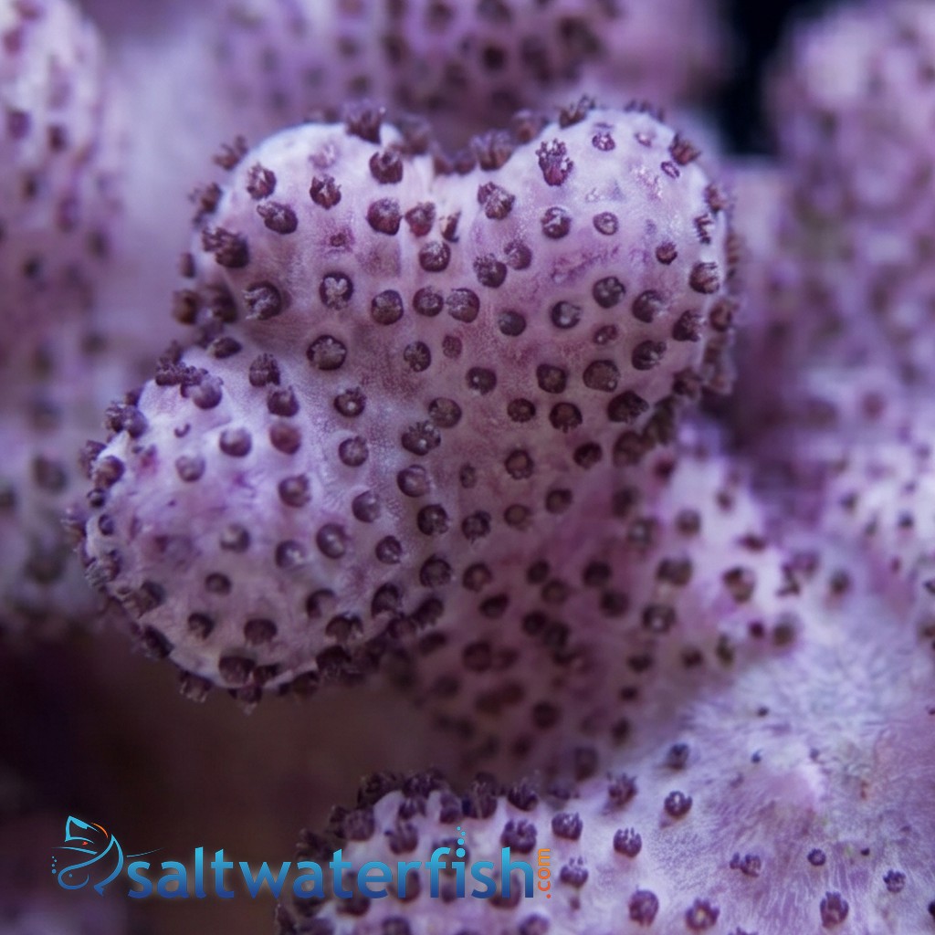 Cauliflower Colt Soft Coral Mini - Aquacultured
