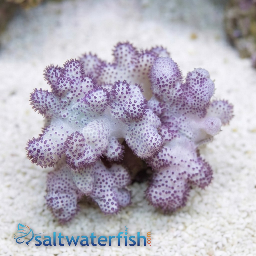 Cauliflower Colt Soft Coral Mini - Aquacultured