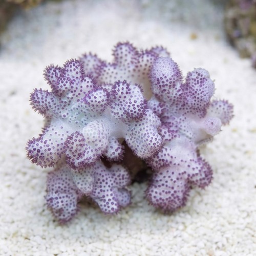 Cauliflower Colt Soft Coral Mini - Aquacultured