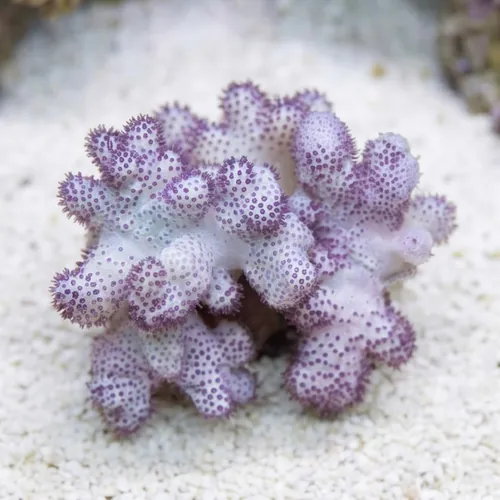 Cauliflower Colt Soft Coral Mini - Aquacultured