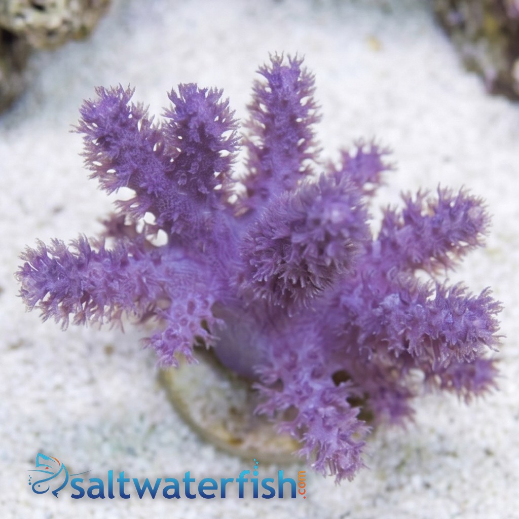 Cauliflower Colt Soft Coral Mini - Aquacultured