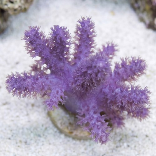 Cauliflower Colt Soft Coral Mini - Aquacultured