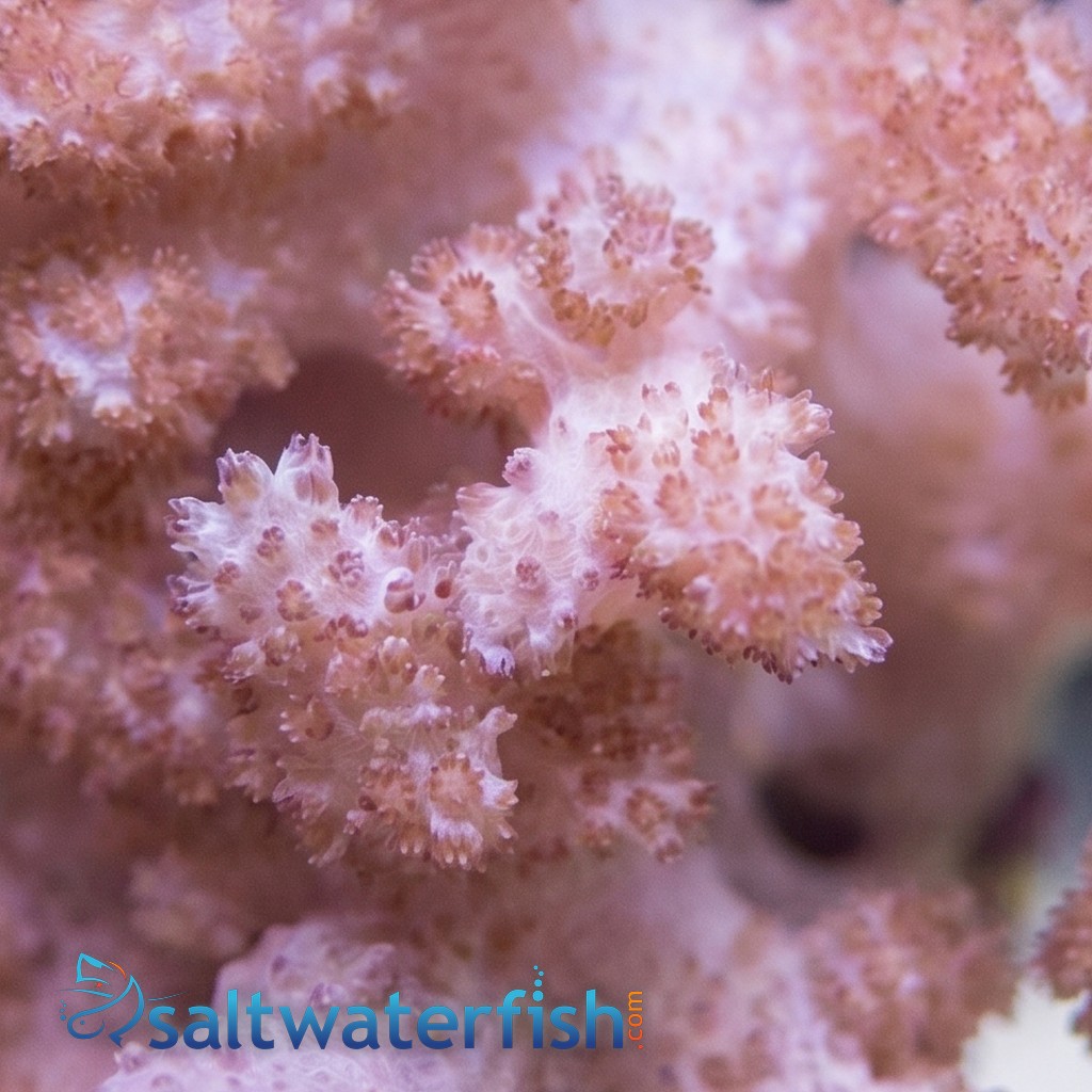 Colt Soft Coral - Indo Pacific