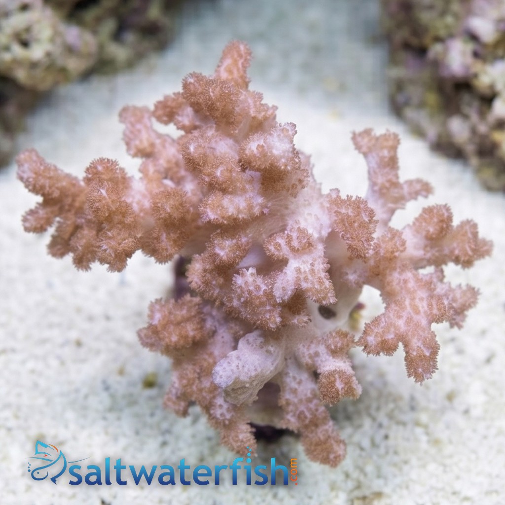 Colt Soft Coral - Indo Pacific