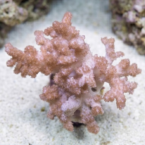 Colt Soft Coral - Indo Pacific