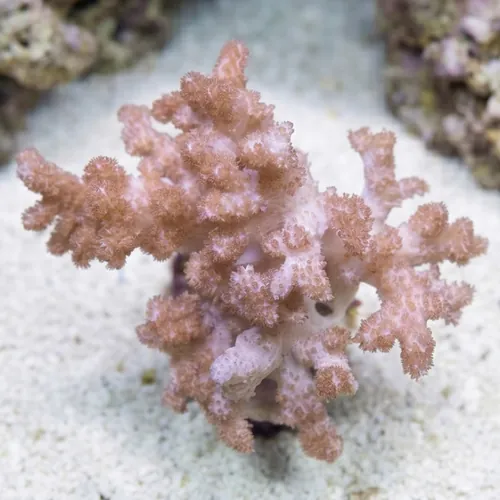 Colt Soft Coral - Indo Pacific