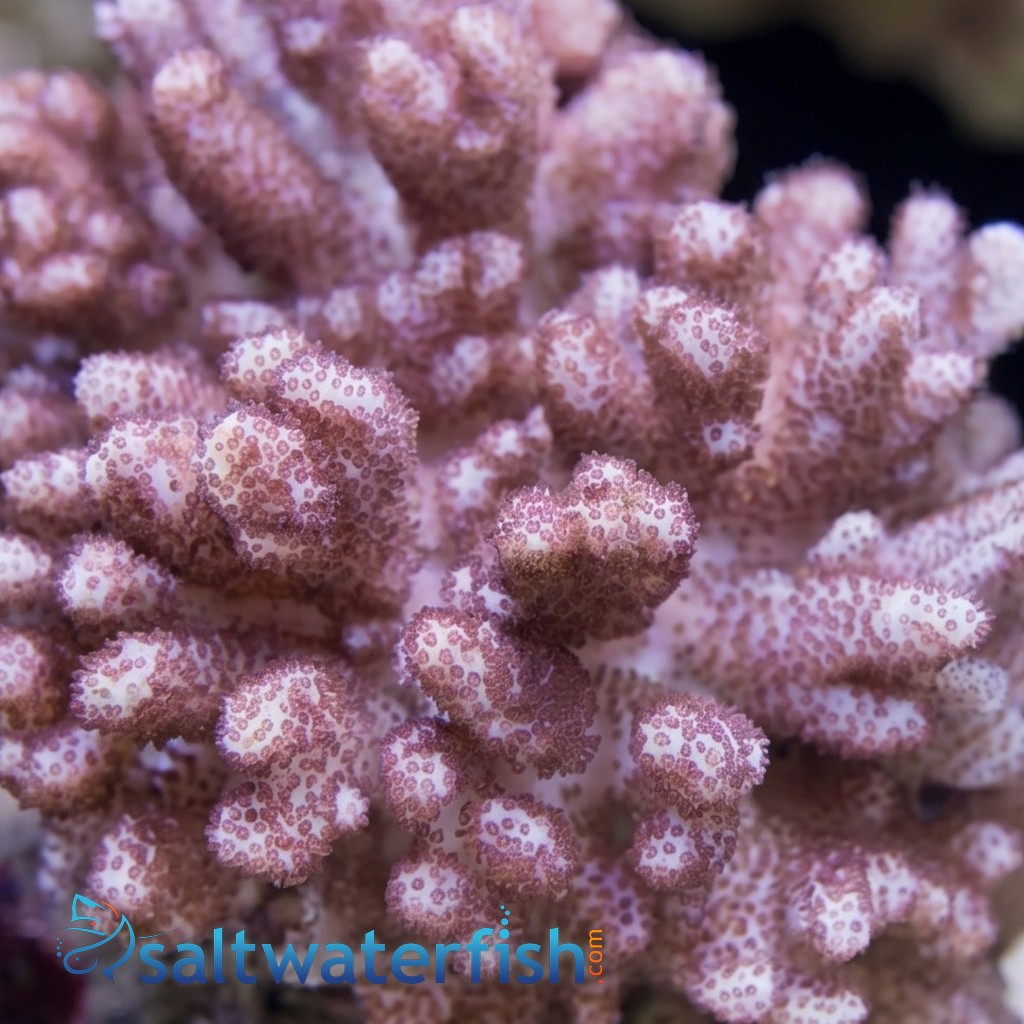 Colt Soft Coral - Indo Pacific