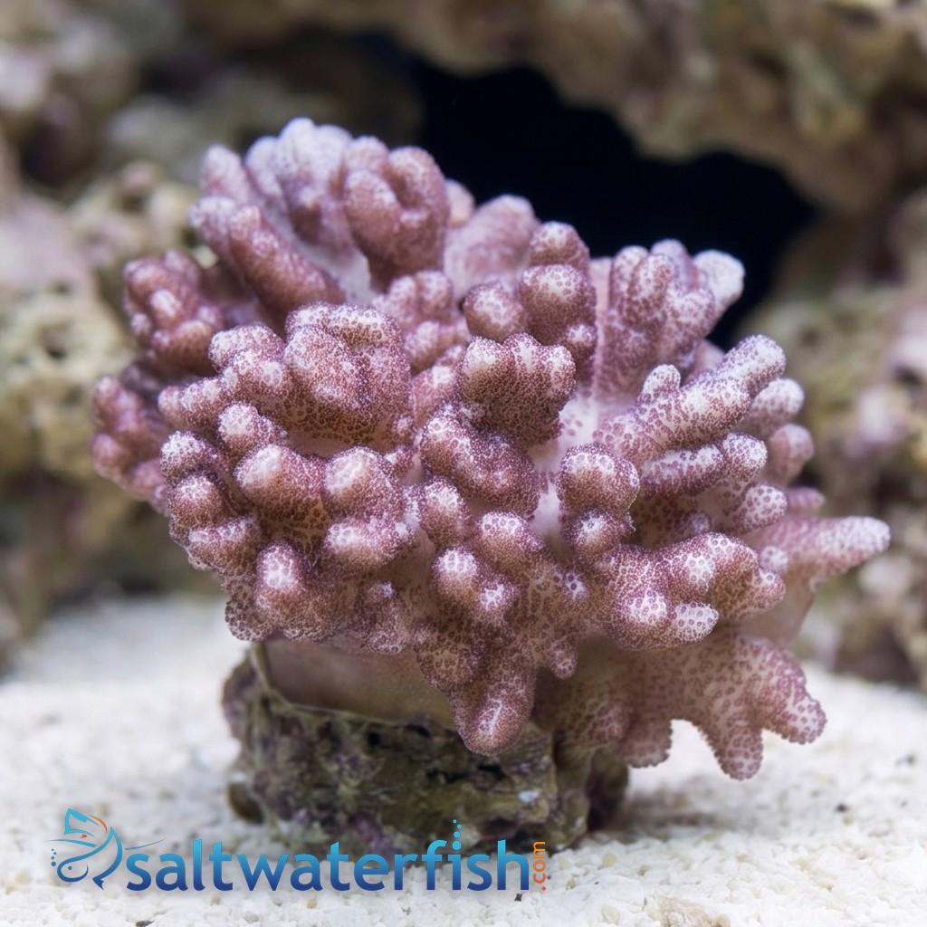 Colt Soft Coral - Indo Pacific