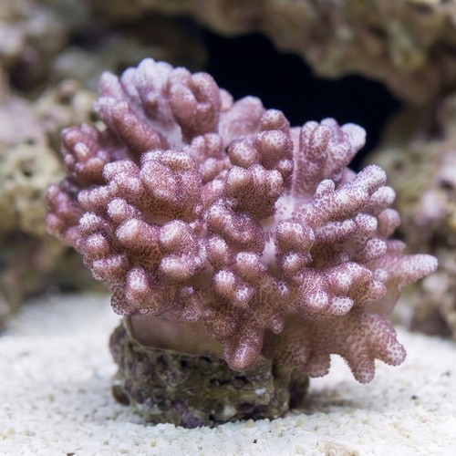 Colt Soft Coral - Indo Pacific