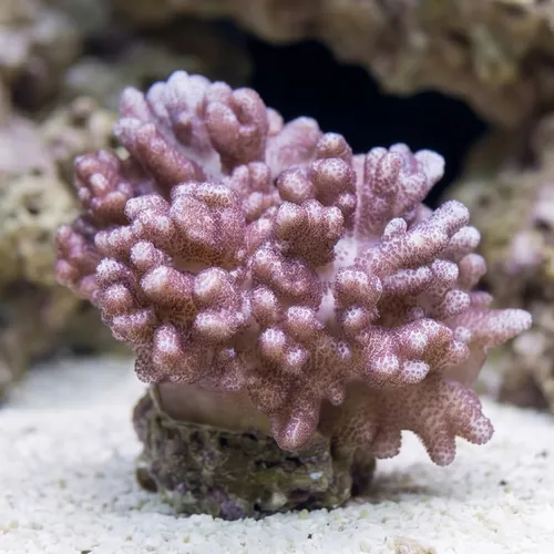 Colt Soft Coral - Indo Pacific