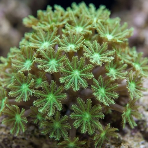 Clove (Daisy) Polyp: Green Mini  