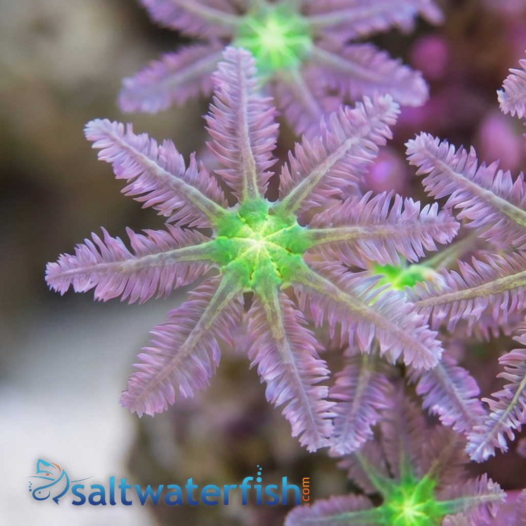 Clove (Daisy) Polyp: Green - Fiji