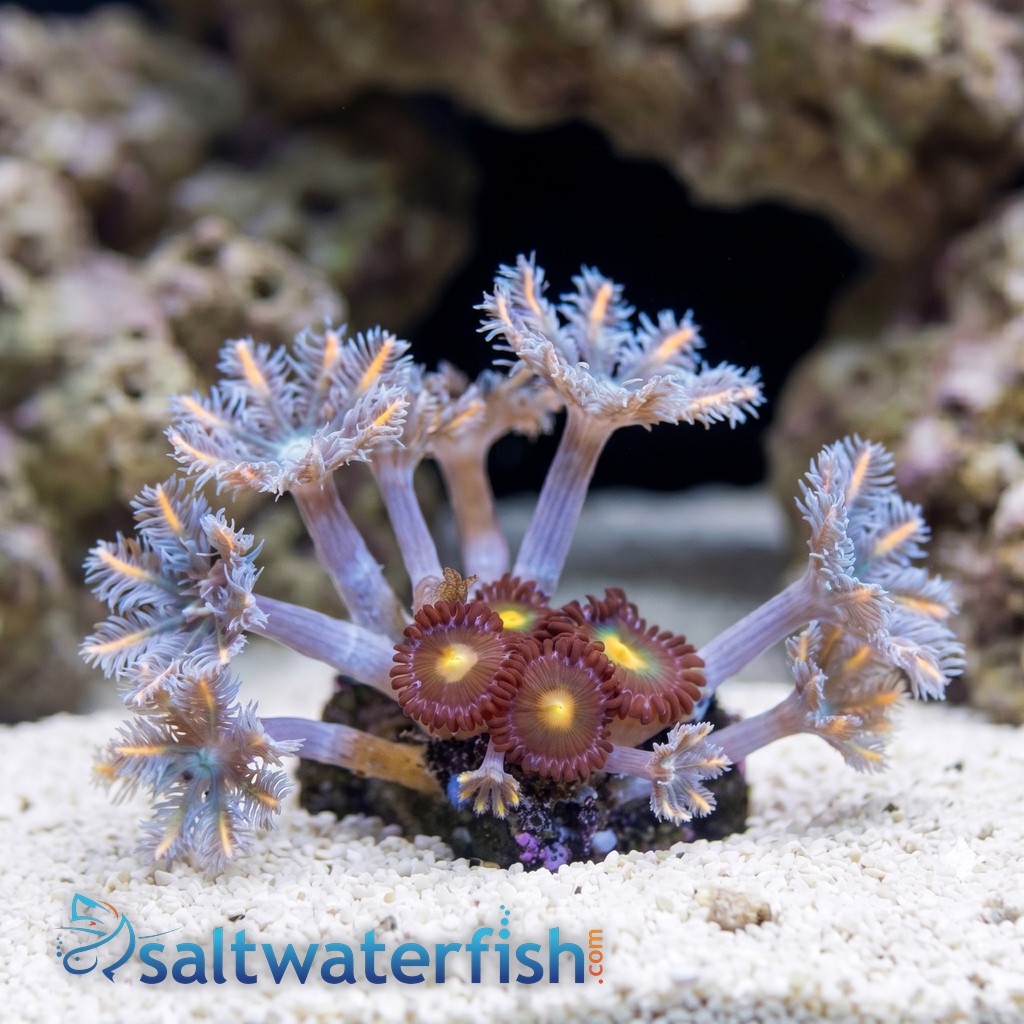 Clove (Daisy) Polyp: Florida Squeeze - Aquacultured