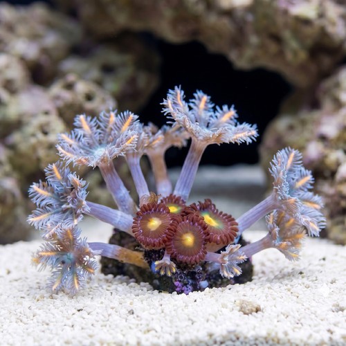 Clove (Daisy) Polyp: Florida Squeeze - Aquacultured