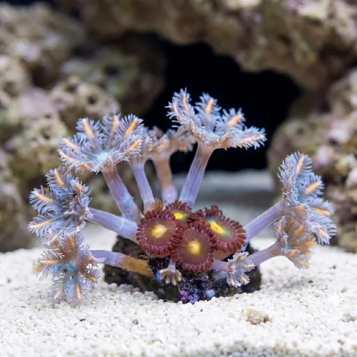 Clove (Daisy) Polyp: Florida Squeeze - Aquacultured