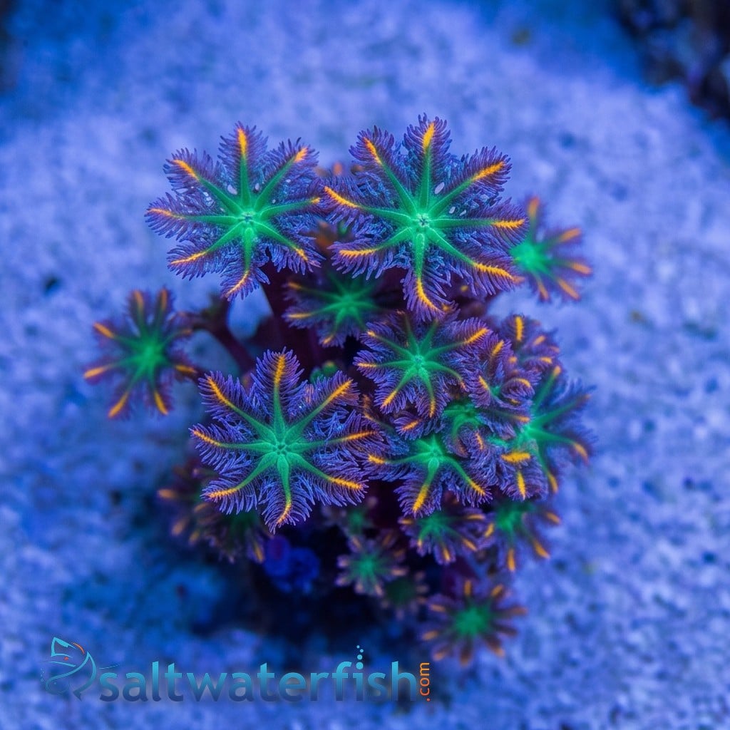 Clove (Daisy) Polyp: Fireworks - Aquacultured