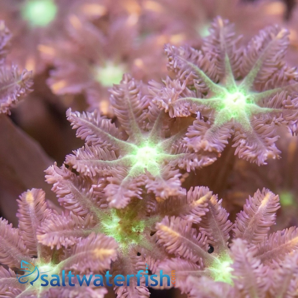 Clove Polyp: Gold Stripe