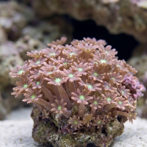 Clove Polyp: Gold Stripe