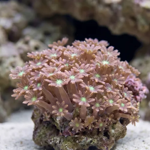 Clove Polyp: Gold Stripe