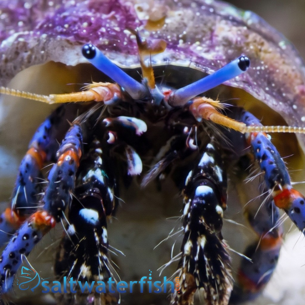 Dwarf Blue Leg Hermit Crab