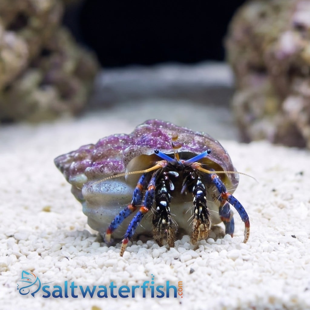 Dwarf Blue Leg Hermit Crab