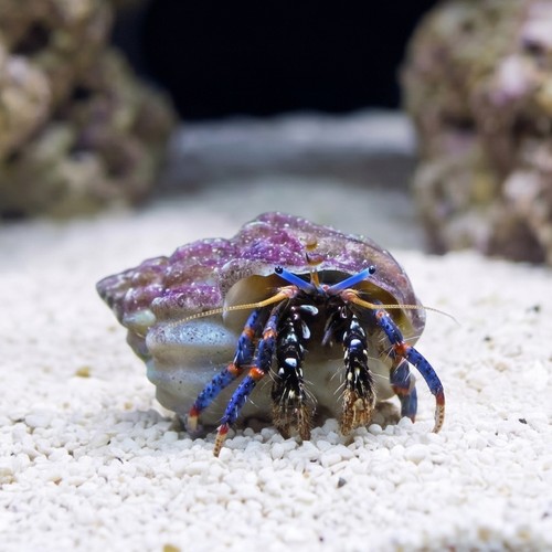 Dwarf Blue Leg Hermit Crab