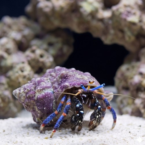 Blue Leg Hermit Crab - Group of 10
