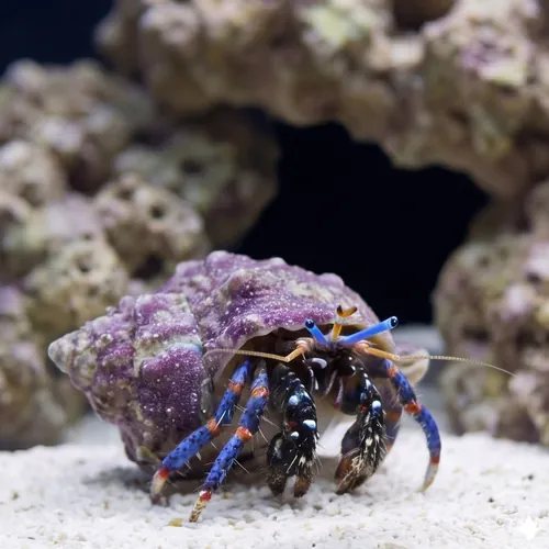 Blue Leg Hermit Crab - Group of 10